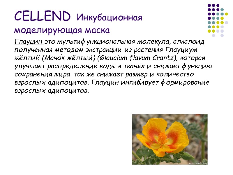 Глауцин это мультифункциональная молекула, алкалоид полученная методом экстракции из растения Глауциум жёлтый (Мачо́к жёлтый)